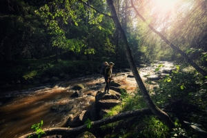 Kesäinen puromaisema